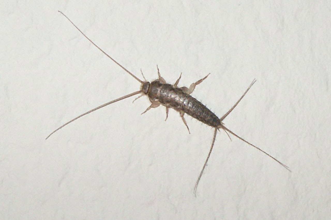 Silverfish Blog Intro