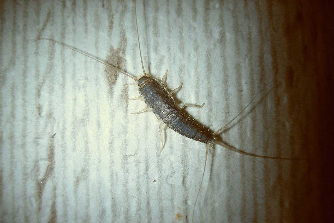 Silverfish Blog 7