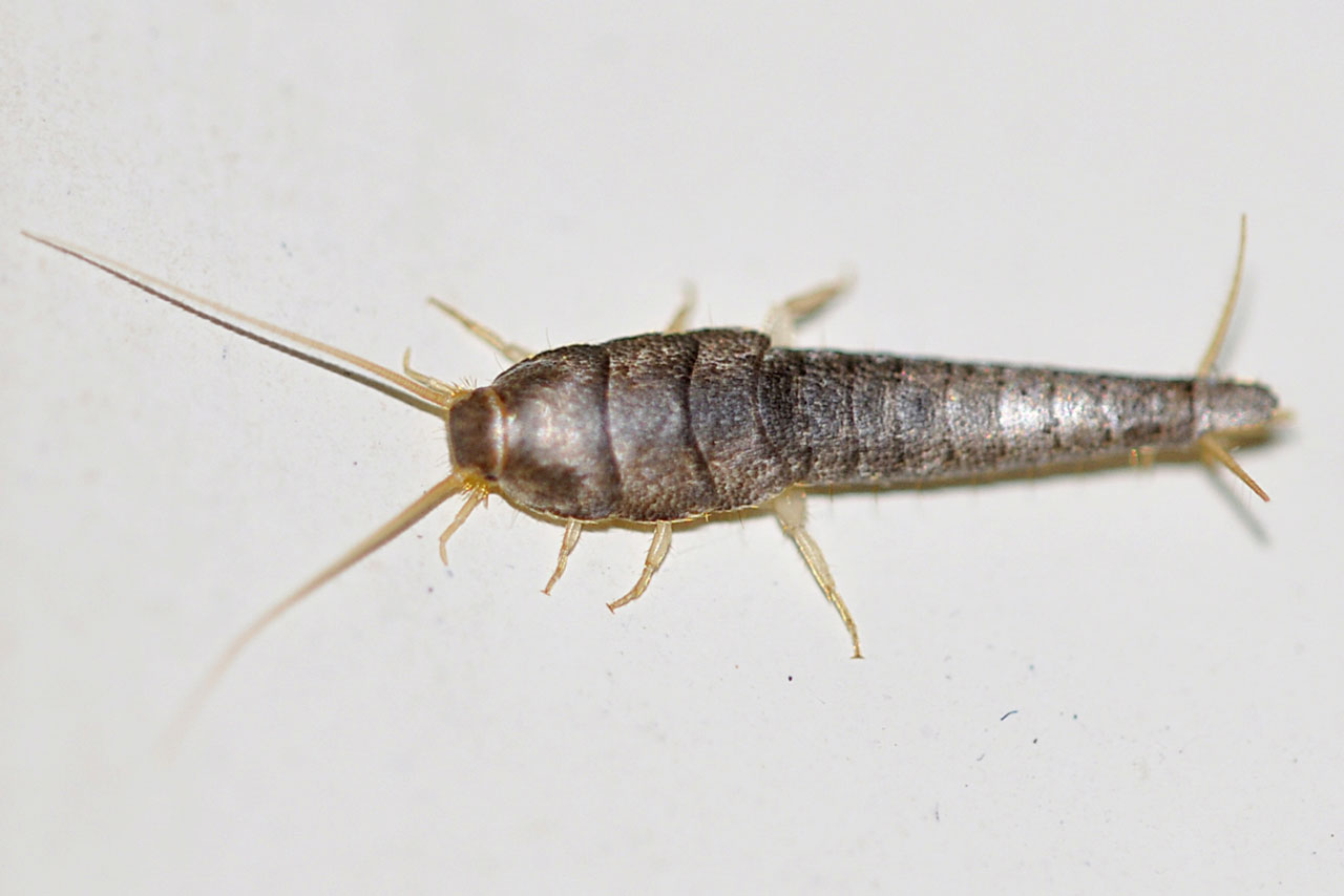 Silverfish Blog 8