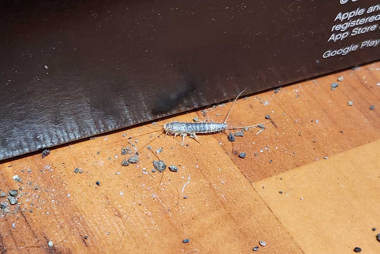 Silverfish Blog  1