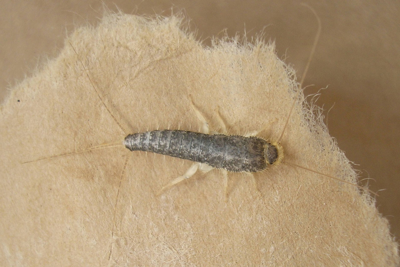 Silverfish Up Close