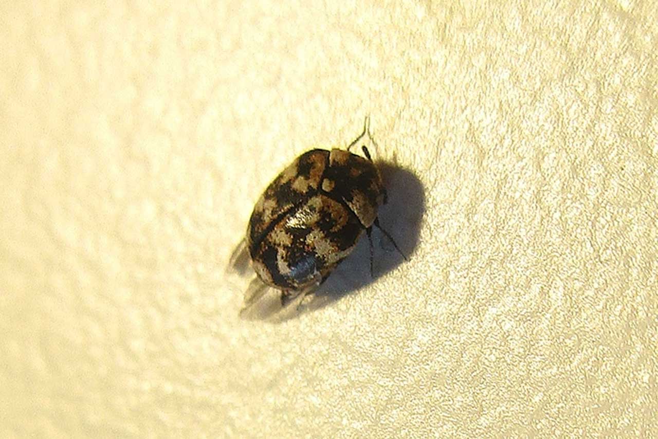 Silverfish vs Carpet Beetle
