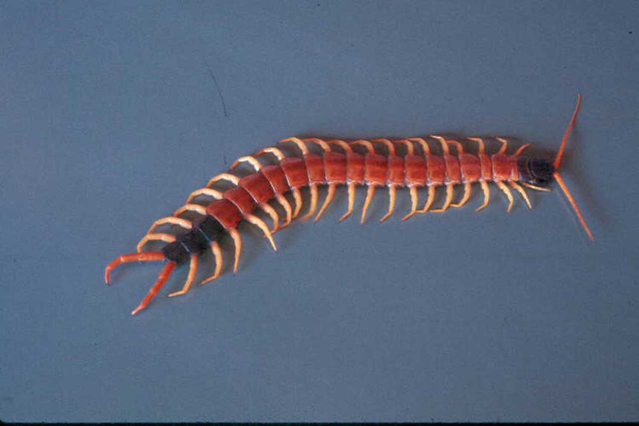 Silverfish vs Centipede