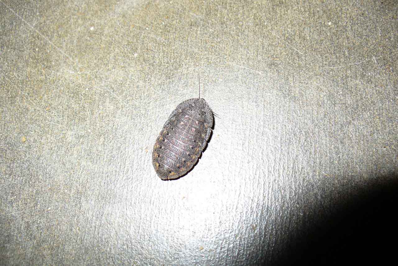 Silverfish vs Cockroach Nymph