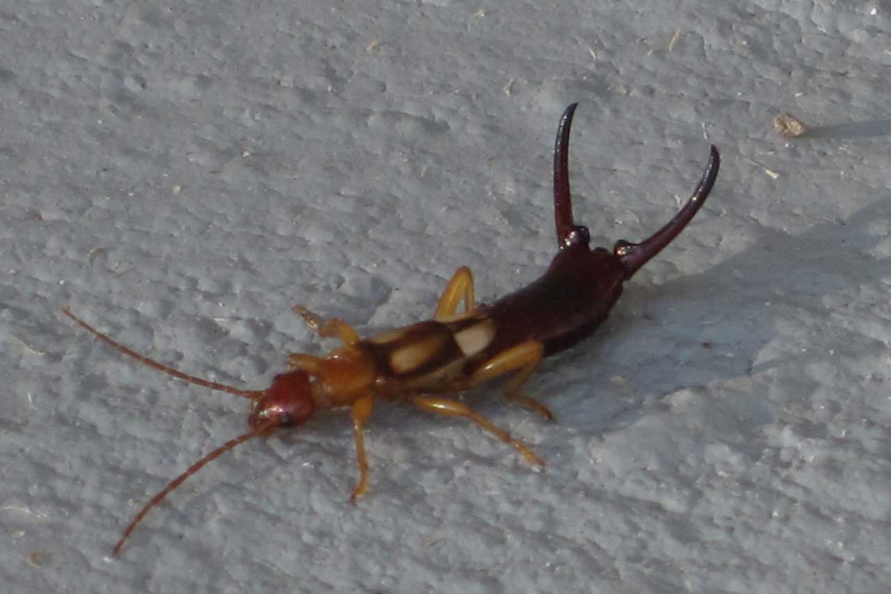Silverfish vs Earwig