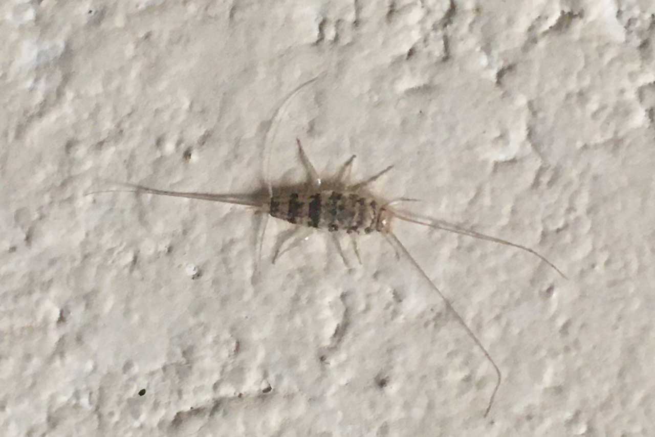 Silverfish vs Firebrat